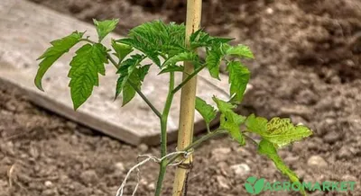Шпалера для томатов и огурцов. Еще одна конструкция. Trellis for tomatoes  and cucumbers. | Шпалера для помидоров, Шпалеры, Огород