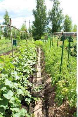 Как сделать шпалеру для помидор - Agro-market