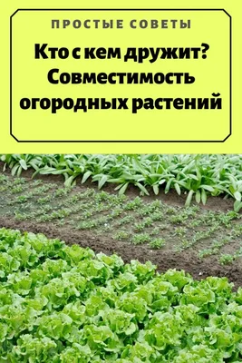 Шпалерная сетка, назначение, способы использования - Agreemarket