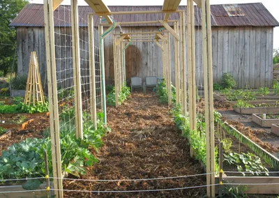 Выращивание огурцов на шпалере в открытом грунте, как подвязать к  конструкции
