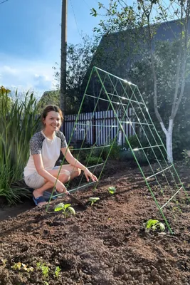 Вырастить огурцы на шпалере в открытом грунте | naidy-garden.ru