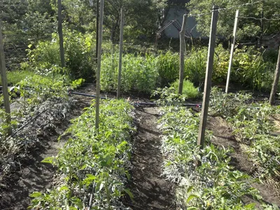 Выращивание огурцов на шпалере, виды шпалеры и сетки, способы и схемы  посадки
