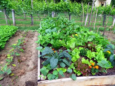 Выращивание шпината, подкормка, удобрения, уход в открытом грунте