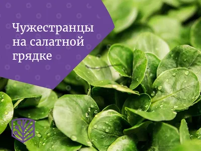 Шпинат Ажур 2 Г Седек овощные Наш сад, пакеты цветные Семена Продукция