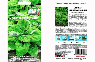 Как посадить и вырастить шпинат на подоконнике - Agro-Market24