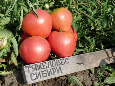 Штамбовые томаты в Беларуси. Сравнить цены и поставщиков промышленных  товаров на маркетплейсе Deal.by