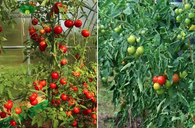 Уход за томатами: как правильно формировать куст | AgroMarket интернет  магазин семян
