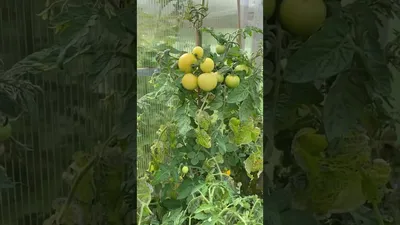 Штамбовые томаты - купить семена из питомника с доставкой по Беларуси