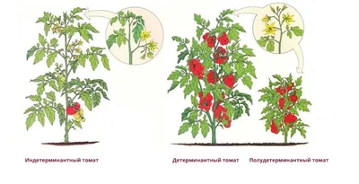 Чем отличаются детерминантные и индетерминатные и штамбовые помидоры? -  Парк Роз-более 2000 растений