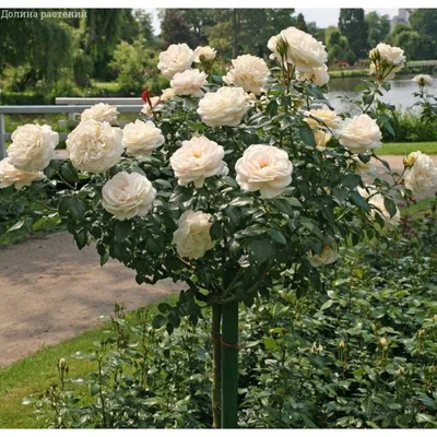 Как ухаживать за штамбовыми розами?