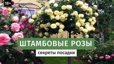 Роза, которая всегда на высоте - Журнал Хозяин