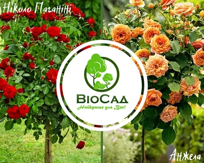ПОСАДКА ШТАМБОВОЙ РОЗЫ. ШТАМБОВЫЕ РОЗЫ В САДУ - YouTube