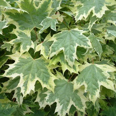 Drummondii