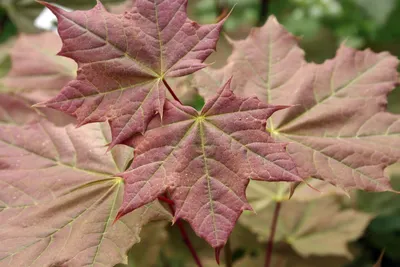 Клен сахаристый (серебристый) \"Acer saccharinum\": купить саженцы в Москве -  Ромашкино Парк