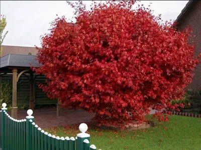 Клен красный Autumn Radiance