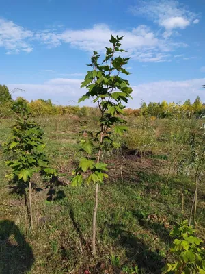 Клён Гиннала - Green Build