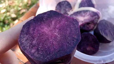 Синяя, красная или желтая: какая картошка самая полезная?