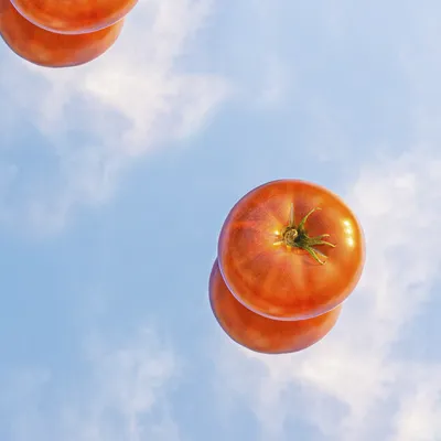 Томат Сине-золотые ягоды: описание сорта, отзывы, фото | tomatland.ru