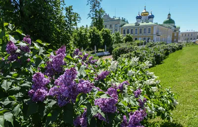 Сирень в Александровском саду