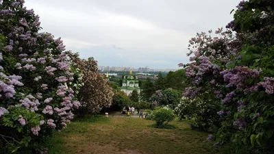 Сиреневый сад - Pics And Joy
