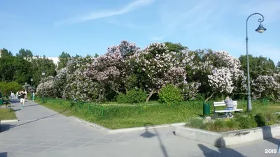 🌸 Фотосессия в Сиреневом саду 👗 Платья в аренду и напрокат Story Dress  Москва