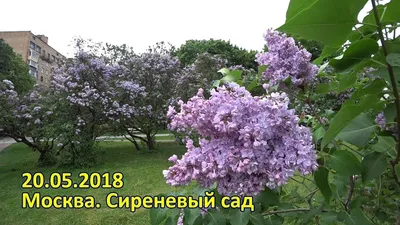 Сиреневый сад на щелковском (76 фото) - 76 фото