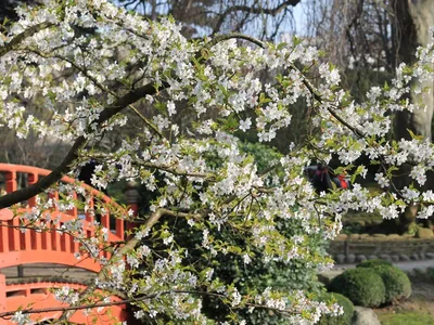 Настольная игра Марбушка Сказочный сад (In the garden) купить в  интернет-магазине Волшебный мир игр Dodoland.ru по цене 4 790 руб.