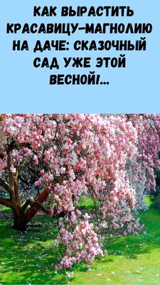 Фотообои Сказочный сад», (арт. 8967) - купить в интернет-магазине Chameleon