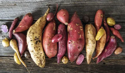 Сладкий картофель – перспективная культура для экспорта на рынок ЕС •  EastFruit