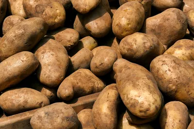 Бесплатное изображение: картофель, сладкий картофель, органические, свежий,  овощной, желтовато коричневый, питание, питание, ингредиенты, продукты