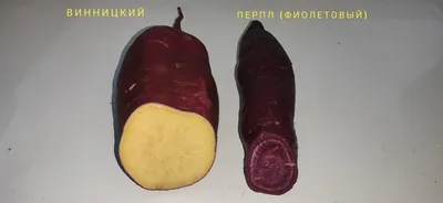 Японский Сладкий Картофель, Ипомеи Batatas, Клубневые Корни С Красной Кожей  И Белой Мякотью Кремового, Мягко Сладкий, Часто Используется Печеный, Chaat  Препараты Фотография, картинки, изображения и сток-фотография без роялти.  Image 33112044