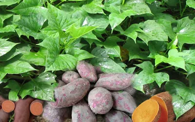 Батат – сладкий картофель - «Боржоми» — Гастрогид