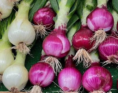 Красный, белый, желтый, или любовь к трем луковицам – Вся Соль - кулинарный  блог Ольги Баклановой