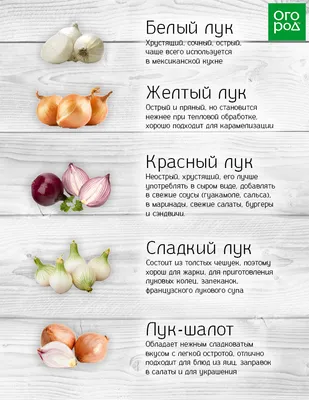 Сладкий или острый? Как выбрать правильный лук для ваших любимых блюд |  Дачная кухня (Огород.ru)