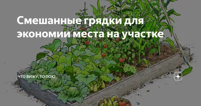 Смешанные грядки для экономии места на участке | Что вижу, то пою | Дзен