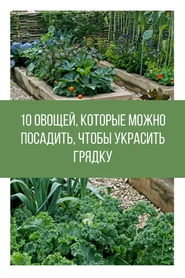 Планируем огород: как получить больше урожая с меньшей площади. Эффективные  способы