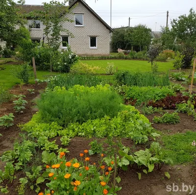 Грядки в огороде, виды грядок, какие грядки лучше, какие грядки сделать,  какие должны быть грядки