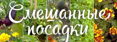 Смешанные посадки