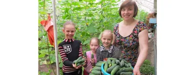 Совместимость посадки: что с чем сажать на огороде - Agro-Market