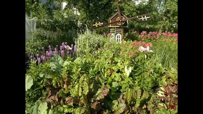 🌻Готовим грядки: что где сажать на следующий год. Что после чего сажать на  грядках