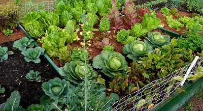 Совместные посадки овощей - полезные статьи о садоводстве от Agro-Market24