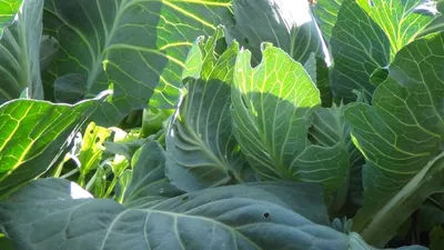 Как правильно сделать грядки на даче и сочетать овощи | GreenMarket