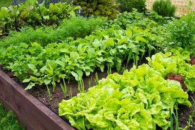 Совместные посадки овощей - полезные статьи о садоводстве от Agro-Market24