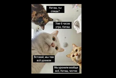 Прикольные подарки к 8 Марта!. Рекламное агентство Парадигма в Смоленске.