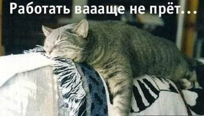 Мужские приколы после праздника | Сергей Ситников | Дзен