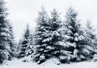 Ель искусственная Greentrees Россо Премиум снежная световая 120 см голубая  заснеженная - купить в Москве, цены на Мегамаркет