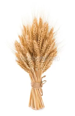 Сноп пшеницы купить в СПб