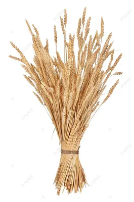Сноп пшеницы и рожи стоковое изображение. изображение насчитывающей  множество - 27060899