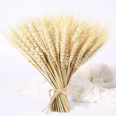 сноп пшеницы изобилие сельское хозяйство Фото Фон И картинка для бесплатной  загрузки - Pngtree