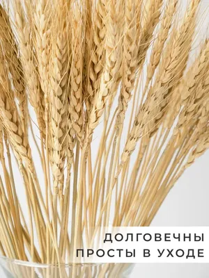 Сноп пшеницы в интернет-магазине Ярмарка Мастеров по цене 15000 ₽ – QYQASBY  | Цветы сухие и стабилизированные, Москва - доставка по России